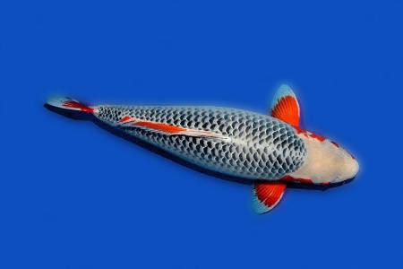 asagi koi is considered to be one of the oldest koi fish types