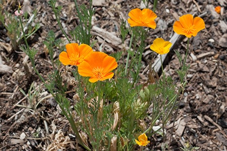 california poppies