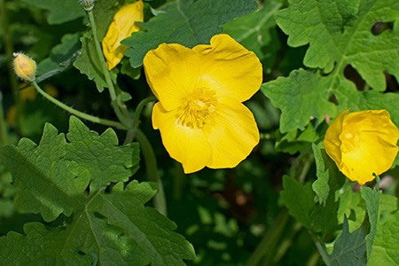 some poppy types, like celandine poppies, comes in with various different species