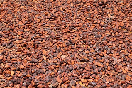 cocoa bean hulls