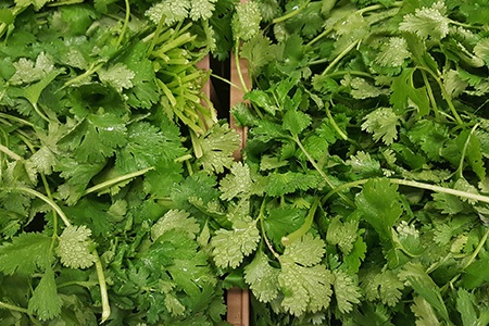 coriander / cilantro