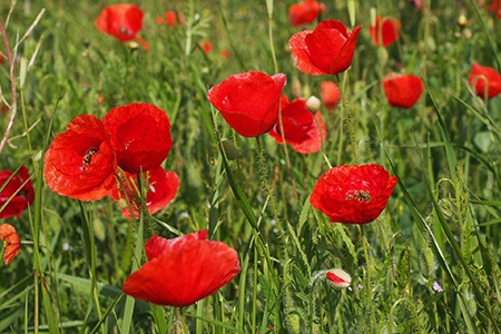 corn poppies are the most popular poppies species around the world