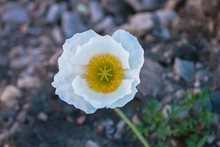 some species of poppy have short and small leaf and dwarf poppies are one of them