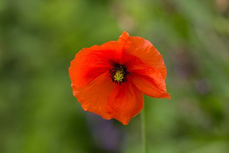 fire poppies