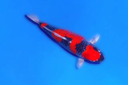 goshiki koi