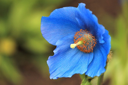 himalayan poppies