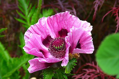 hungarian breadseed poppies