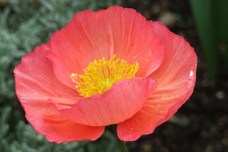 ice poppies