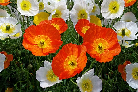 iceland poppies