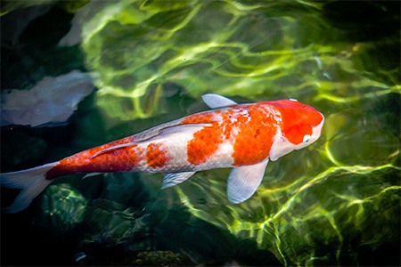 kohaku koi is considered to be the king of all koi fish breeds