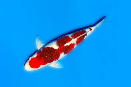there are different types of koi fish, like koromo koi, that are the result of a cross-breed