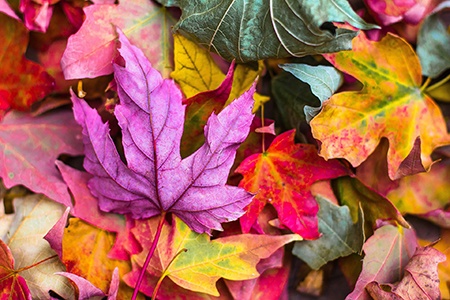 leaves are the cheapest alternatives to mulch around the house