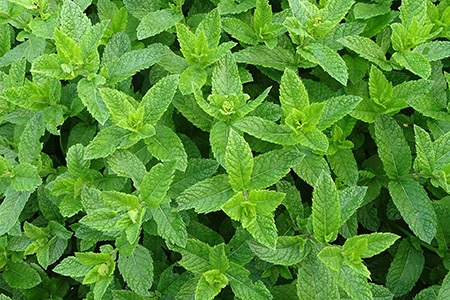 mint can be considered as the most popular types of garnishes