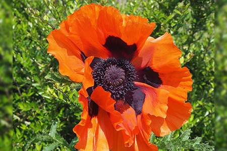 some poppy varieties, like oriental poppies, have huge blooms