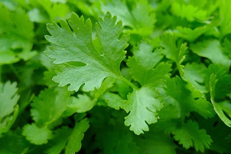 parsley