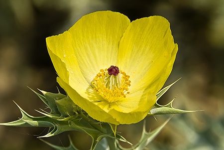 prickly poppies