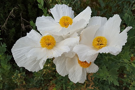 there are different types of poppies, like romneya poppies, that grow on subshrubs