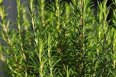 rosemary