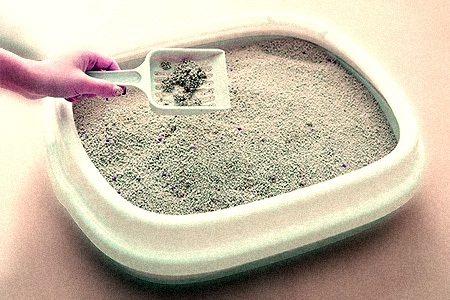 sand litter