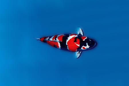 some types of koi, like showa sanshoku koi, have black pattern on their body