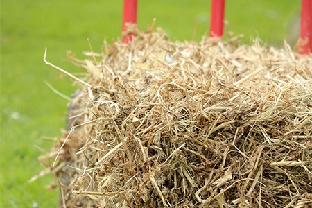 straw or hay is another popular answer when you ask yourself what to use instead of mulch
