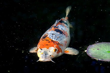 some koi types, like taisho sanke koi, are generated from another kohaku koi