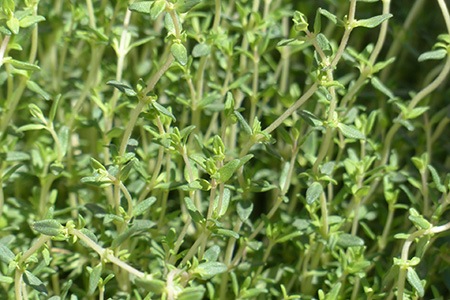 thyme