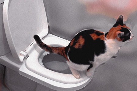 toilet training is the best option for cat litter alternatives