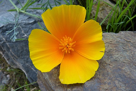 some types of poppies, like tulip poppies, grow in rocky terrain