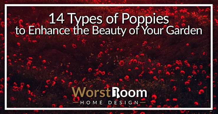 types of poppies