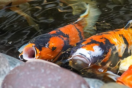 utsuri koi consists of three different koi type