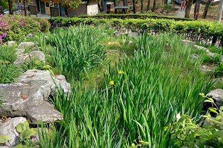 bog gardens