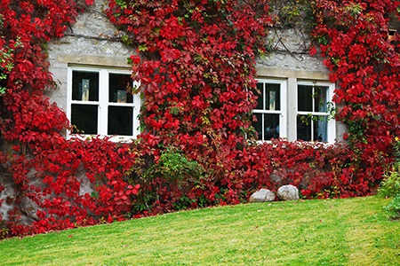 garlands & living walls