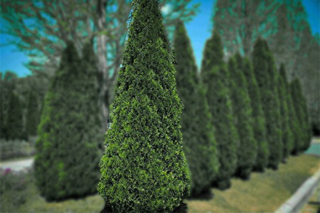 one of the largest arborvitae species are nothing else than american arborvitae