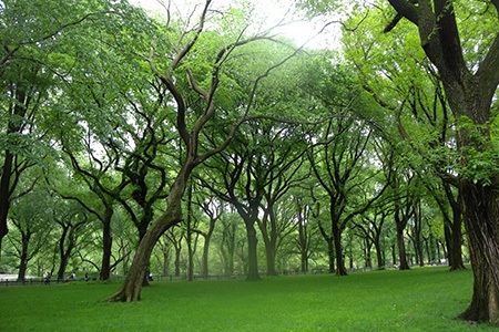 american elm tree is one of the most famous elm tree varieties in america