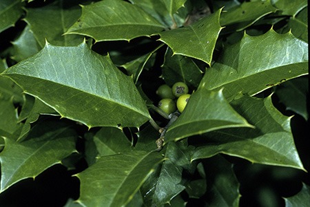 some types of holly shrubs, like american holly (ilex opaca) are generally preferred as christmas decorations 