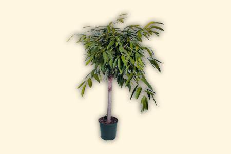 some ficus types, like amstel king (ficus binnendiijkii 'alii.'), does not need special care to grow