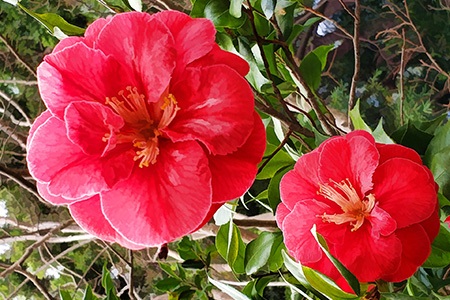 australis camellia