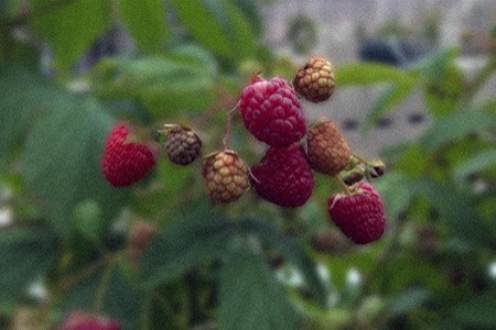bababerry raspberries