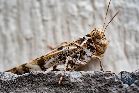 have you ever wondered which kinds of grasshoppers produces the cracking sounds? the answer is band-winged grasshoppers