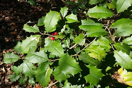 some holly shrub types, like blue holly (ilex meserveae), prefers acidic soil to grow