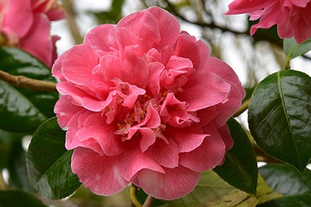 bonanza camellia