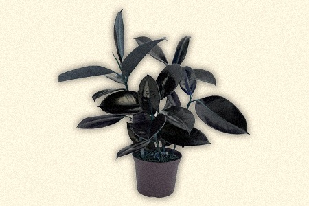 burgundy rubber tree (ficus burgundy)