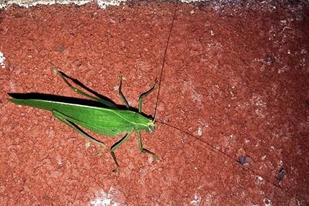 bush katydids