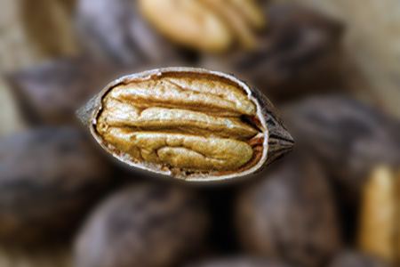 some different types of pecans, like caddo pecans, can give you a high yield from smaller number of planted trees