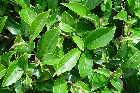 unlike other varieties of camellias, you can use camellia sinensis if you want to taste green, black, or oolong tea