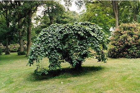 some elm tree types, like camperdown elm tree, can be used to add foliage