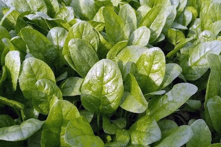 carmel spinach