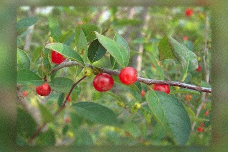 some types of holly trees, like carolina holly (ilex ambigua), prefer sandy soils to grow