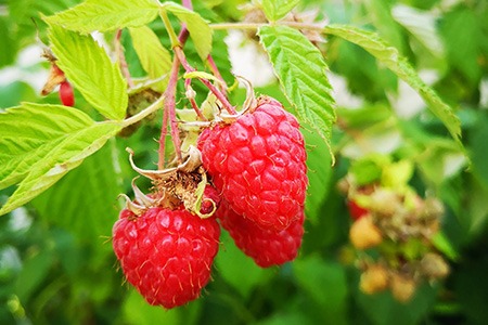 cascade delight raspberries